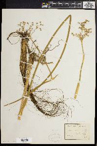 Juncus militaris image