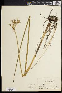 Juncus militaris image