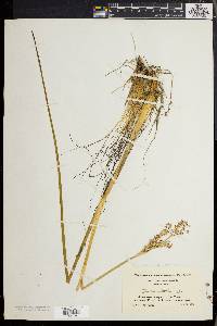 Juncus militaris image