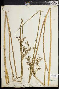 Juncus militaris image