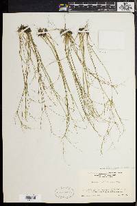 Juncus pelocarpus image