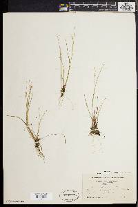 Juncus pelocarpus image