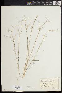 Juncus pelocarpus image