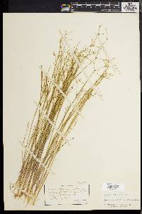 Juncus pelocarpus image