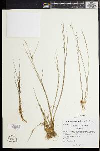 Juncus pelocarpus image