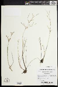 Juncus pelocarpus image