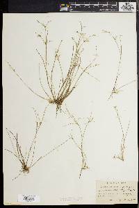 Juncus pelocarpus image