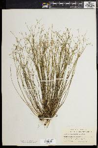 Juncus pelocarpus image