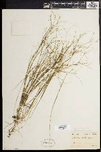 Juncus pelocarpus image