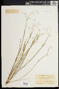 Juncus pelocarpus image