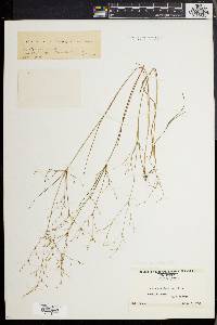 Juncus pelocarpus image