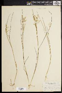 Juncus pelocarpus image