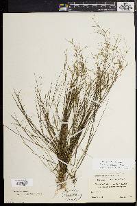 Juncus pelocarpus image