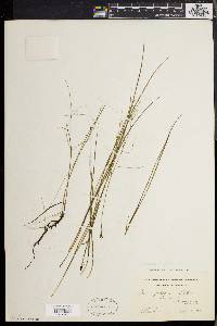 Juncus pelocarpus image