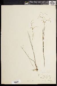 Juncus pelocarpus image