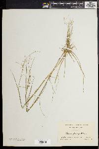 Juncus pelocarpus image