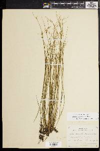 Juncus pelocarpus image