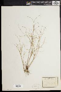 Juncus pelocarpus image