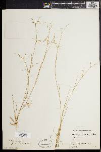 Juncus pelocarpus image