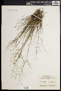 Juncus pelocarpus image