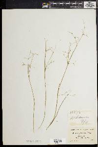 Juncus pelocarpus image