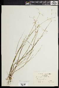 Juncus pelocarpus image