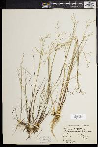 Juncus pelocarpus image