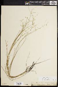 Juncus pelocarpus image