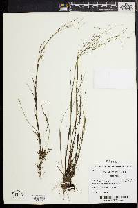 Juncus pelocarpus image