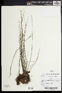 Juncus pelocarpus image