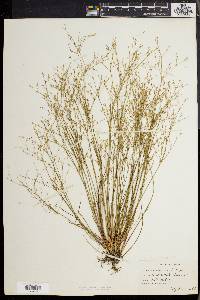 Juncus pelocarpus image