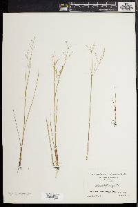 Juncus pelocarpus image