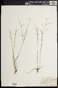 Juncus pelocarpus image