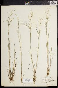 Juncus pelocarpus image