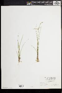 Juncus pelocarpus image