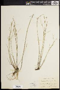 Juncus pelocarpus image