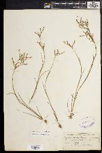 Juncus pelocarpus image