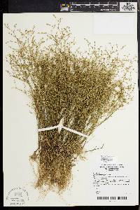 Juncus pelocarpus image