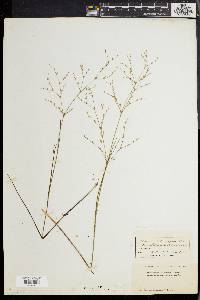 Juncus pelocarpus image