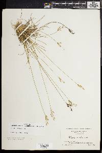 Juncus secundus image