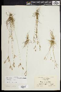 Juncus secundus image