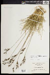 Juncus secundus image