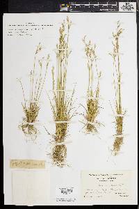 Juncus secundus image