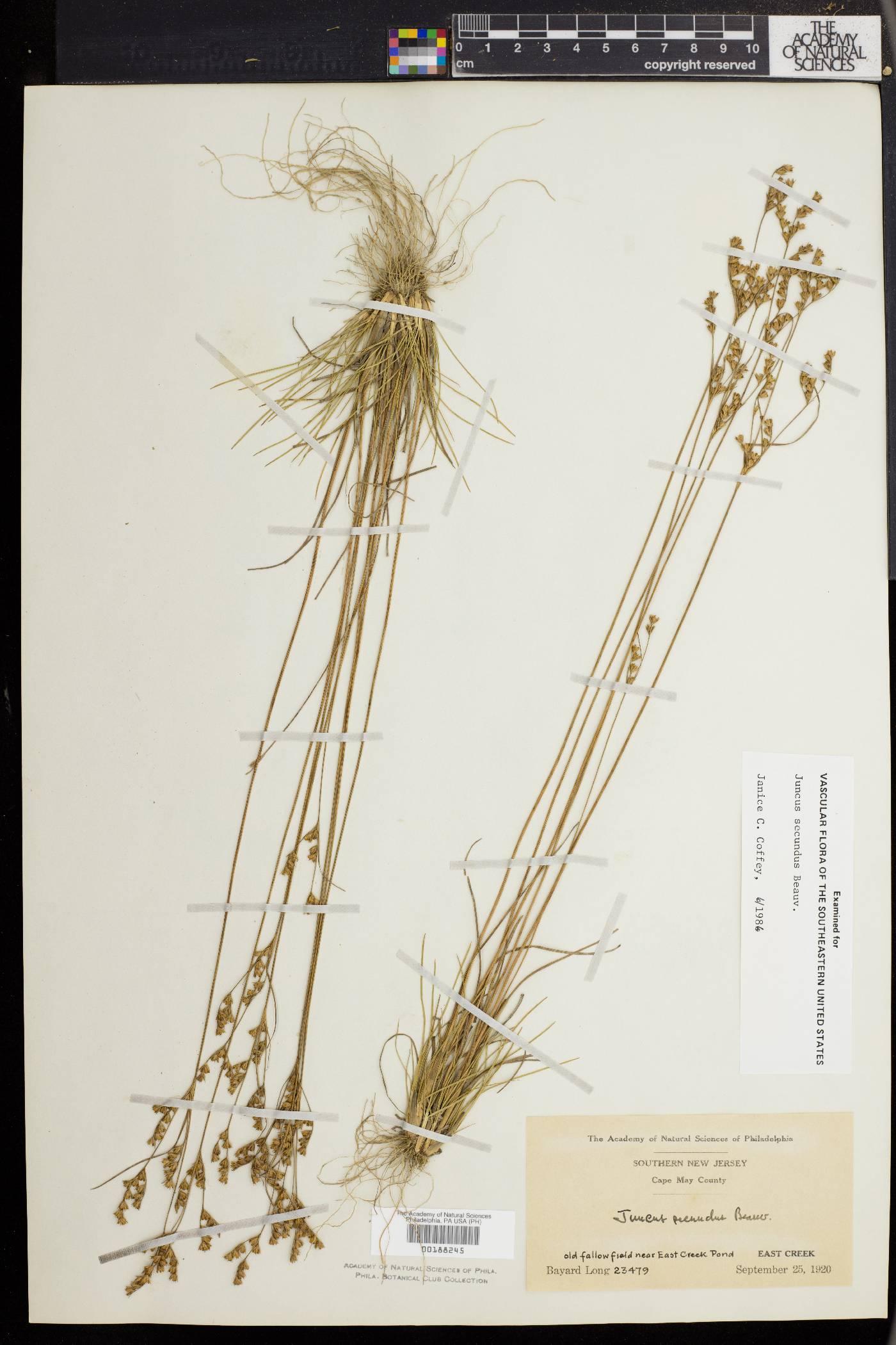 Juncus secundus image
