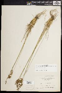 Juncus secundus image