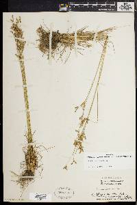 Juncus secundus image