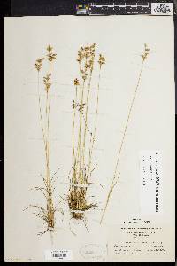 Juncus secundus image