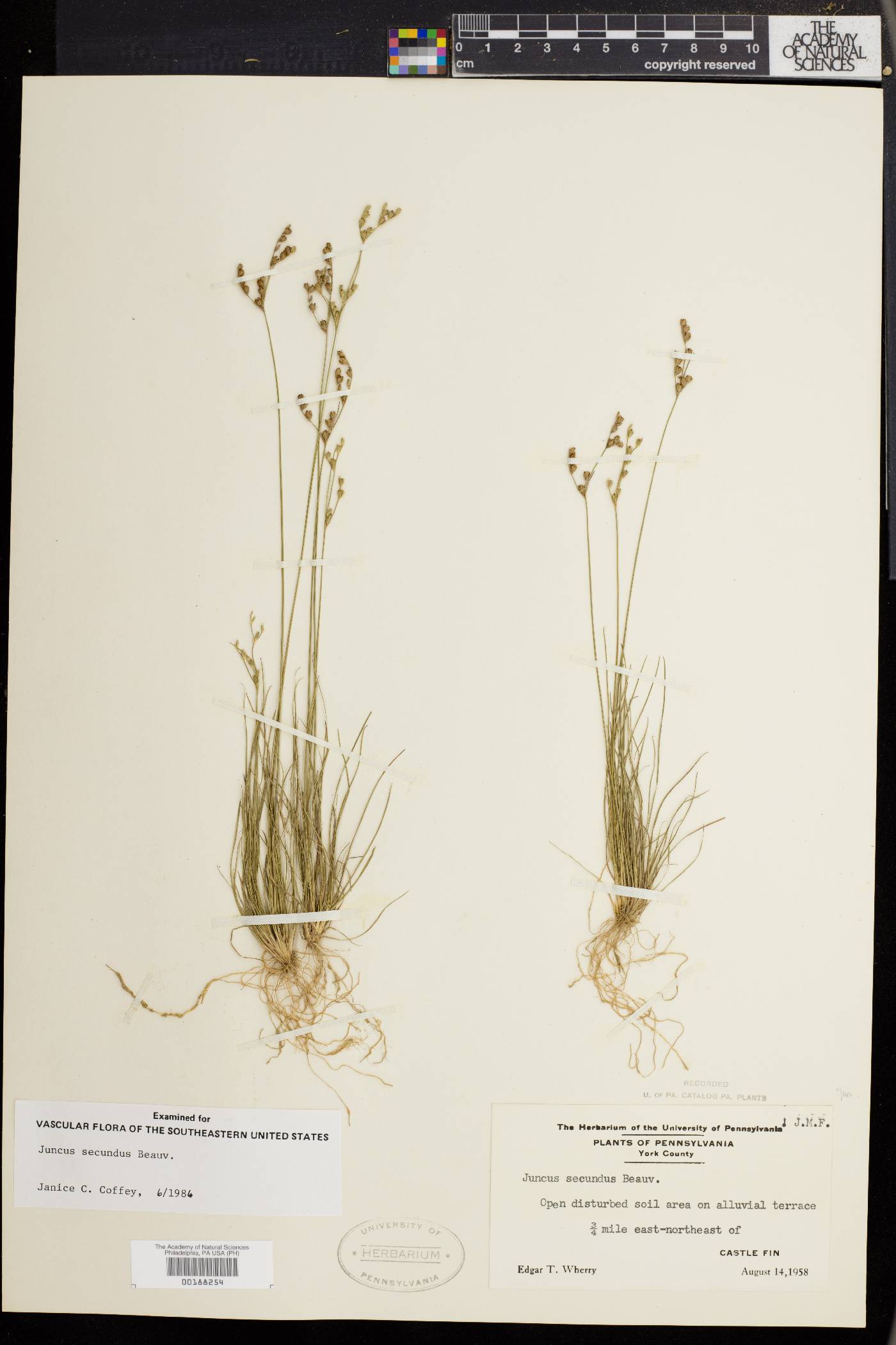 Juncus secundus image