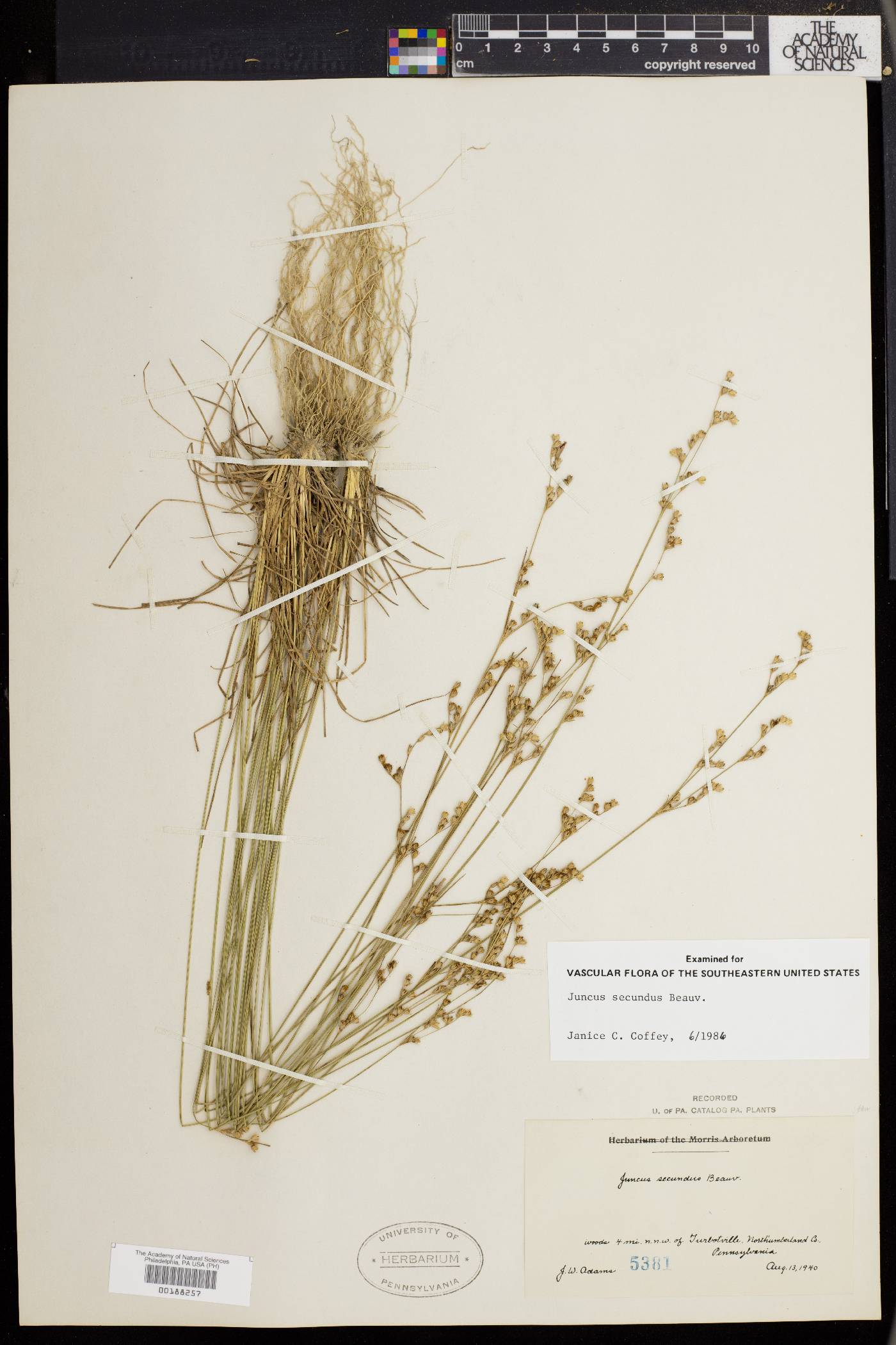 Juncus secundus image