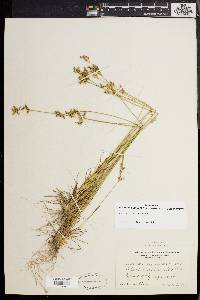 Juncus secundus image